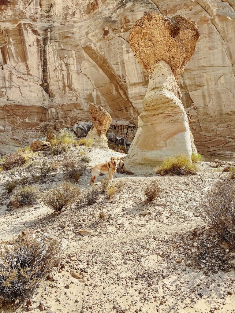 a dog standing in a desert