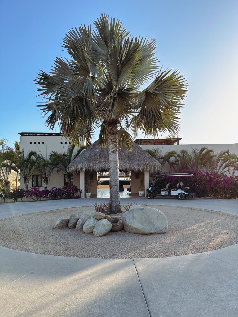 a palm tree in a circle in front of a building